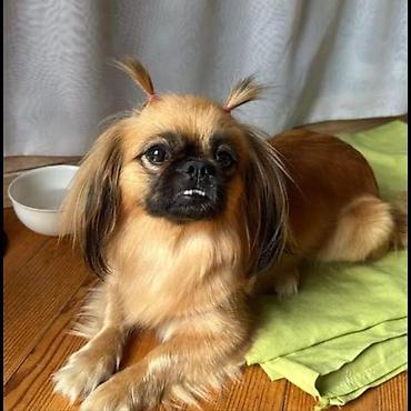 İtlər: Pekines, Ünvandan götürmə — 1