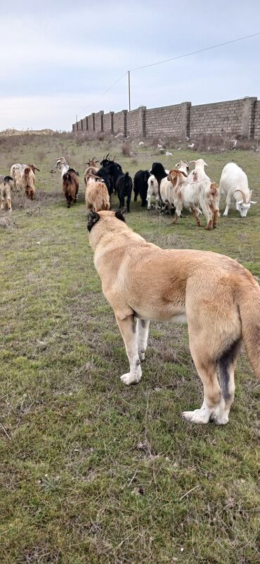 İtlər: Qurdbasar, 11 ay, Erkek, Peyvəndli, Ödənişli çatdırılma -da lalafo.az — 6 İtlər: Qurdbasar, 11 ay, Erkek, Peyvəndli, Ödənişli çatdırılma — 6