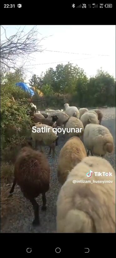 qoyun iti satilir: Dişi, il: 5, 35 kq, Damazlıq, Ünvandan götürmə