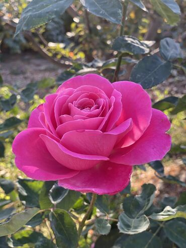 Продажа домов: Дача, 55 м², 5 комнат, Старый ремонт — 22