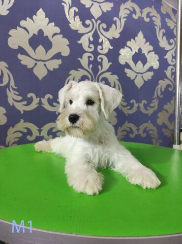 Psi: Odgajivačnica KARDIA SKILOS Kennel ima na prodaju prelepe štence belog na lalafo.rs — 5 Psi: Odgajivačnica KARDIA SKILOS Kennel ima na prodaju prelepe štence belog — 5