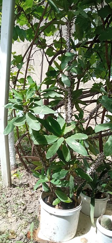 Молочайлар: Молочай Миля (Euphorbia milii), крупный кустовой экземпляр - Вид — 5