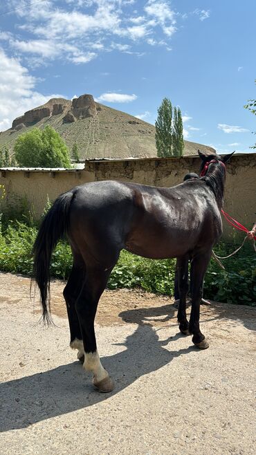 лошадь кыргызстан: Продаю | Конь (самец)