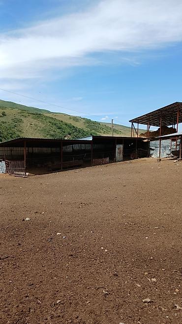 Продажа участков: 100 соток, Красная книга — 6