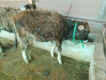 Коровы, быки: Продаю | Тёлка | Алатауская, Полукровка | Для разведения | После отела — 18