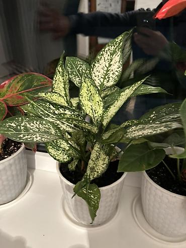 Антуриумдар: Комнатные растения в кашпо: 1) Антуриум (Anthurium andreanum) - — 3