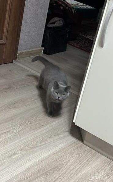 бенгальские кошки цена бишкек: Британская короткошёрстная кошка, окрас — серый. Отдам в хорошие руки