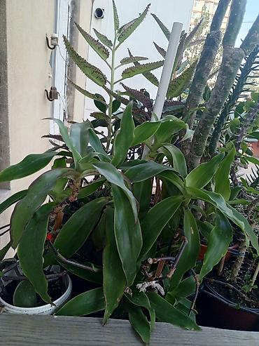 roza: Satılır: otaq bitkiləri dəsti 1) Spathiphyllum (Sülh zanbağı) - — 9