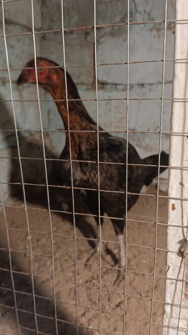 Toyuqlar: Toyuq, Damazlıq, Ünvandan götürmə — 9