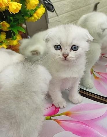 Кошки: Шиншилла, Самец, Самка, В добрые руки, Самовывоз — 3