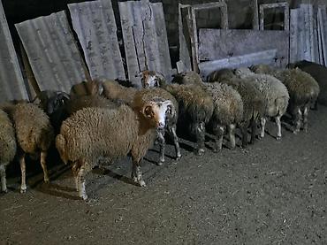 ev iti balaca: Erkək, il: 6, Ətlik, Ünvandan götürmə — 4