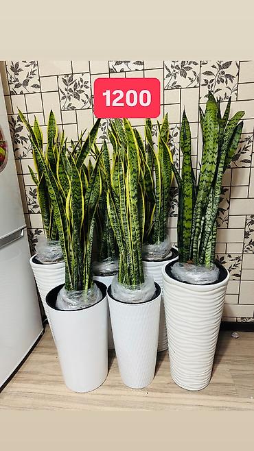 Другие комнатные растения: Комнатные цветы, цены написаны на фото — 30