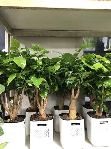 Другие комнатные растения: Комнатные растения в горшках — декоративные и фруктовые 1) Карликовый — 5