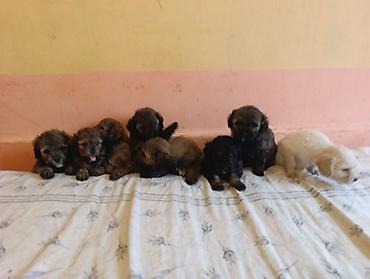 yorga at satilir: Pudel, 1 ay, Peyvəndli, Ünvandan götürmə, Ödənişli çatdırılma — 5