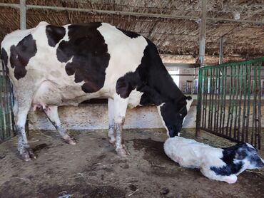 вакансия продавец: На ферму требуется доярка.Жилье предоставляем,доится 18 коров.оплата
