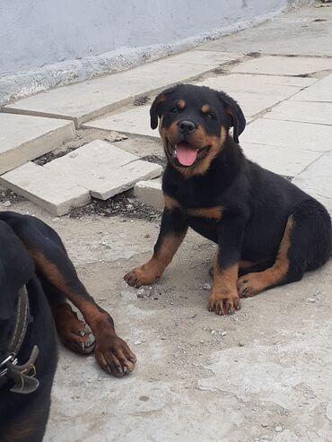 İtlər: Rotveyler, 3 ay, Erkek, Peyvəndli, Ünvandan götürmə