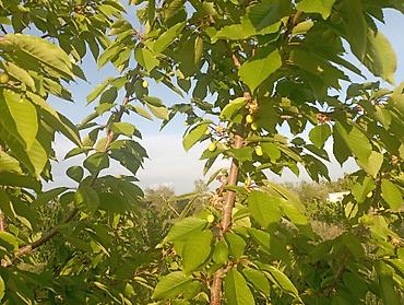 Другие товары для дома и сада: Продаю сад черешня 350шт. персик поздний 60 шт. территория 1,26га — 3