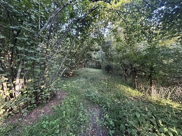 Kirayə torpaq sahələri: Kənd təsərrüfatı -da lalafo.az — 13 Kirayə torpaq sahələri: Kənd təsərrüfatı — 13