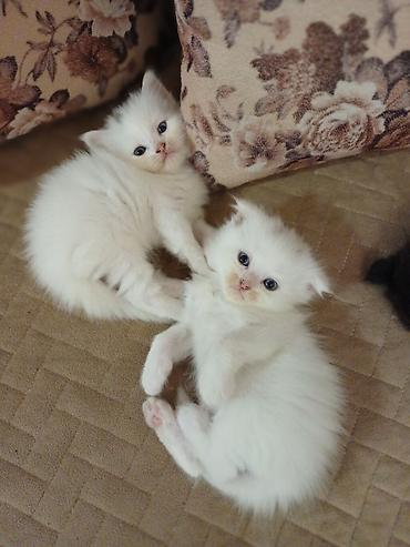 sari pisik: Şotland, Erkək, Dişi, Yaxşı əllərə, Ödənişli çatdırılma — 4