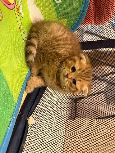 Животные: Scottish Fold balası – qızıl rəngli tabby - Cins: Scottish Fold — 10