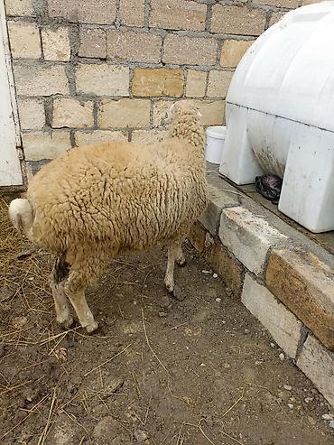 Qoyunlar, qoçlar: Erkek quzu satılır — 2