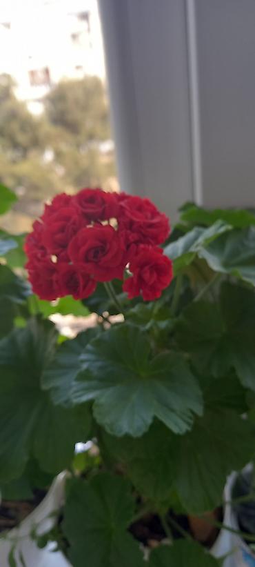 ucuz gul: Otaq gülləri – kolleksiya sortları - Impatiens (balsamin) – — 2