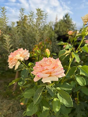 Продажа дачи: 🌿 Продаётся уютный благоустроенный загородный дом в живописном месте! — 18
