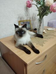 ошейник для кошки: Кошка даром: Тайская, 1 год, Девочка, Приучена к лотку, Проглистована