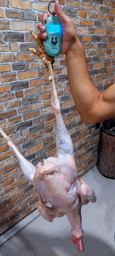 Digər quşlar: Allah herkesin xeyrini versin. Gördüyünüz oz qapinin hinduwkalarindan — 17