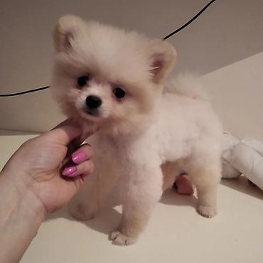 İtlər: Pudel, 6 ay, Dişi -da lalafo.az — 18 İtlər: Pudel, 6 ay, Dişi — 18