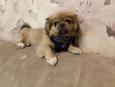 Pekines, 3 ay, Dişi, Peyvəndli, Pulsuz çatdırılma