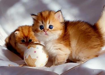 Pişiklər: Britan — 10