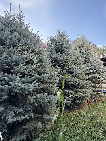 фикус пальма: Ель колючая (голубая ель, Picea pungens ‘Glauca’) — взрослые — 2