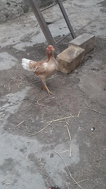 Toyuqlar: Toyuq, Yumurtalıq, Ödənişli çatdırılma — 9