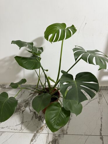 Женское счастье (Спатифиллюм): Комнатные цветы Диффенбахия 500 с Монстера 2000 Фиалки 250 с — 2