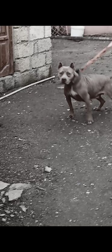 İtlər: Pitbul, 1 il, Erkek, Peyvəndli, Ödənişli çatdırılma — 9