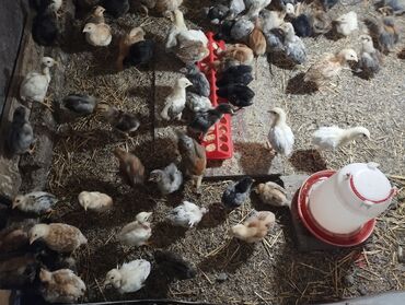 продаю животных: Продаю цыплят домашних мяс. месячные