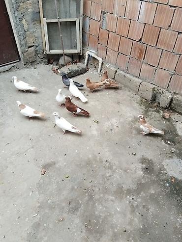 tap az qusar heyvanlar: Satıllr 10 quş 100 manat gəncə — 10