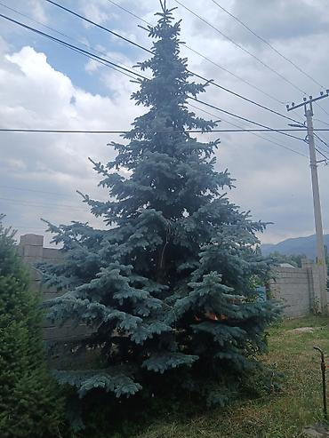 Ель голубая (Picea pungens ‘Glauca’) крупномерная для пересадки