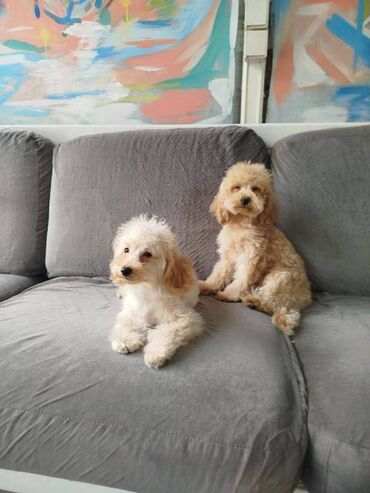 Psi: Patuljasta pudla štenci Štenci patuljaste pudle stari 4 meseca na — 6