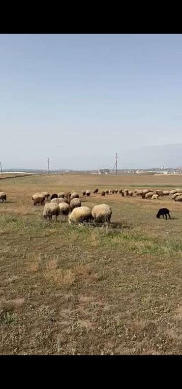 Qoyunlar, qoçlar: Dişi, Romanov, Qala, il: 2, Damazlıq, Südlük, Ətlik, Ödənişli çatdırılma