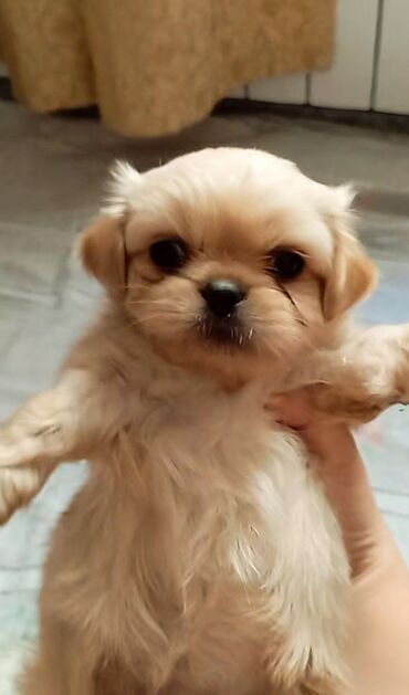 itlə barter: Pekines, 1 ay, Dişi, Ünvandan götürmə, Ödənişli çatdırılma