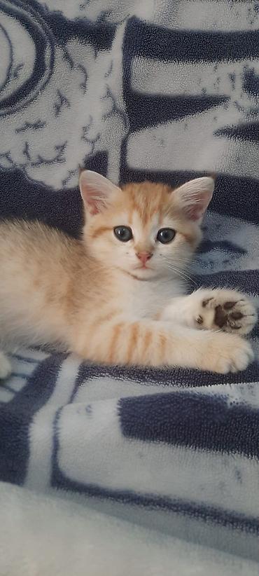 jersey cinsi: Zərif narıncı-ağ rəngli, qısa tüklü balaca pişik balası. Yumşaq, sıx — 4