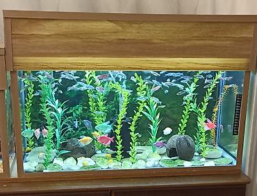 Dördbucaq akvarium, Boş, 80 l lalafo.az -da Dördbucaq akvarium, Boş, 80 l