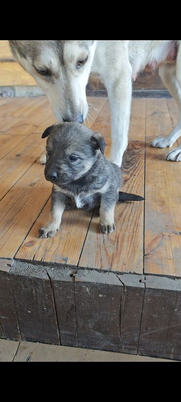 Отдам даром собаку: Щенки от домашней собаки средних размеров. Мать метис Хаски с — 2