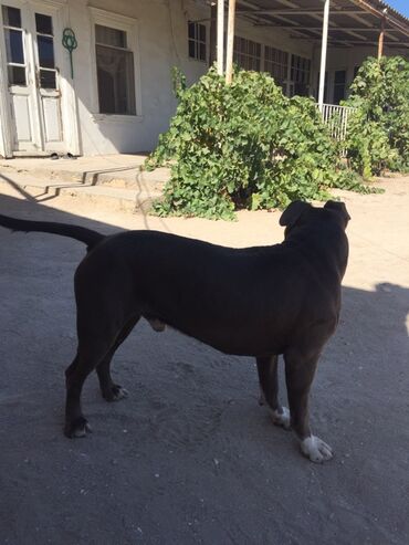 itlərin qiyməti: Pitbul, 2 il, Erkek, Ünvandan götürmə