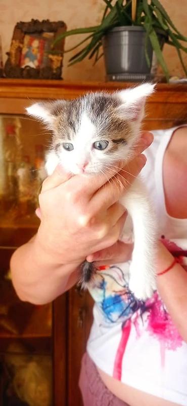 Продажа кошек: Котята, две девочки один мальчик окрасы: бело‑черный и бело‑тигровый — 6