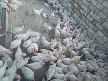 Toyuqlar: Toyuq, Liqorin, Yumurtalıq, Ünvandan götürmə -da lalafo.az — 2 Toyuqlar: Toyuq, Liqorin, Yumurtalıq, Ünvandan götürmə — 2