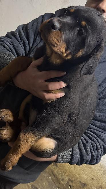 Продажа собак: Продаю щенков ротвейлера! С хорошими документами. Привитые и — 10
