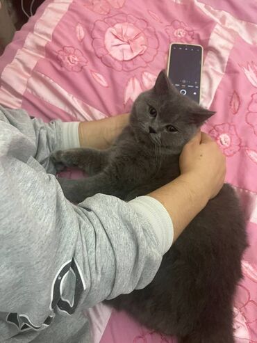 Pişiklər: Şotland, Erkək — 11